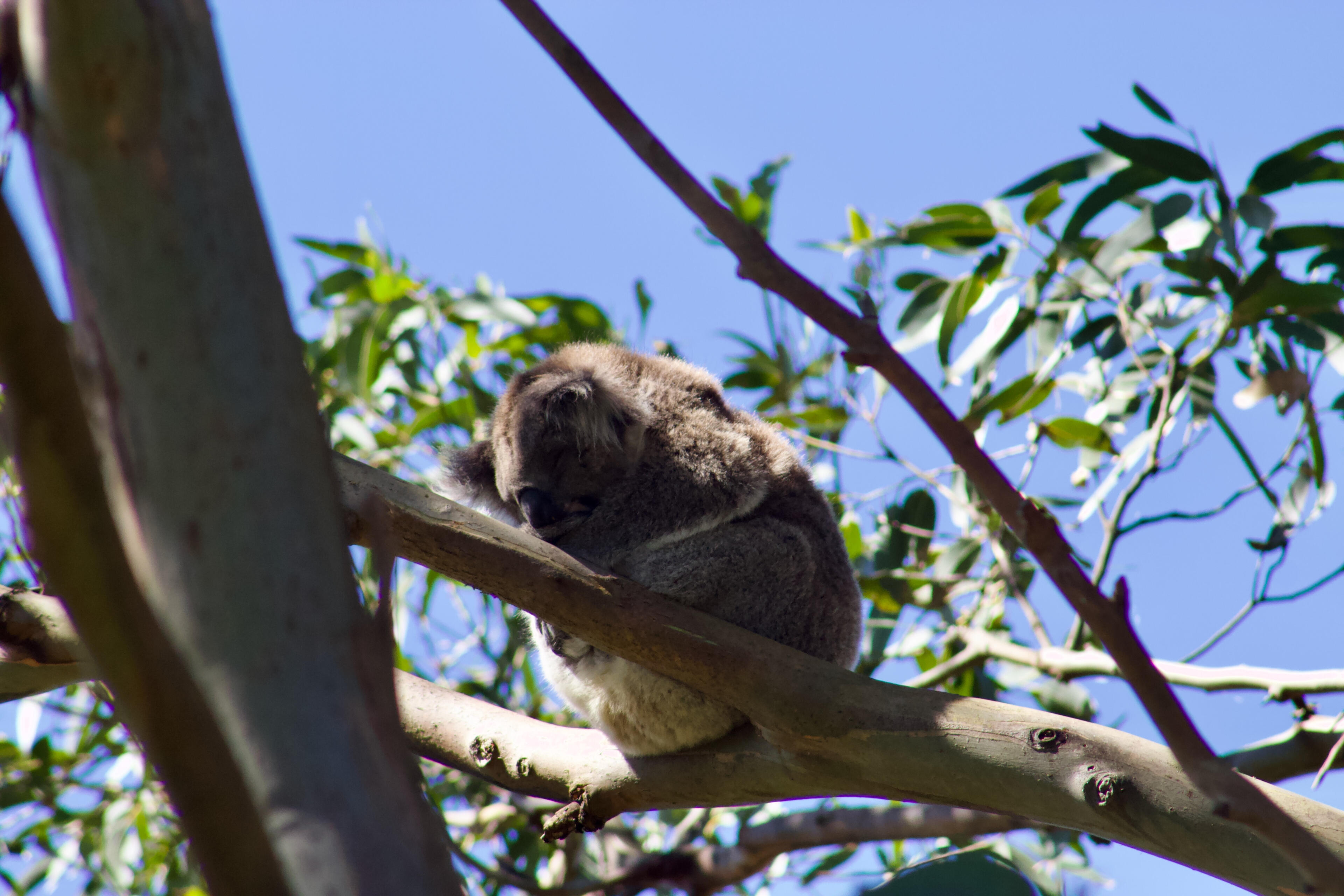 Koala's nap time