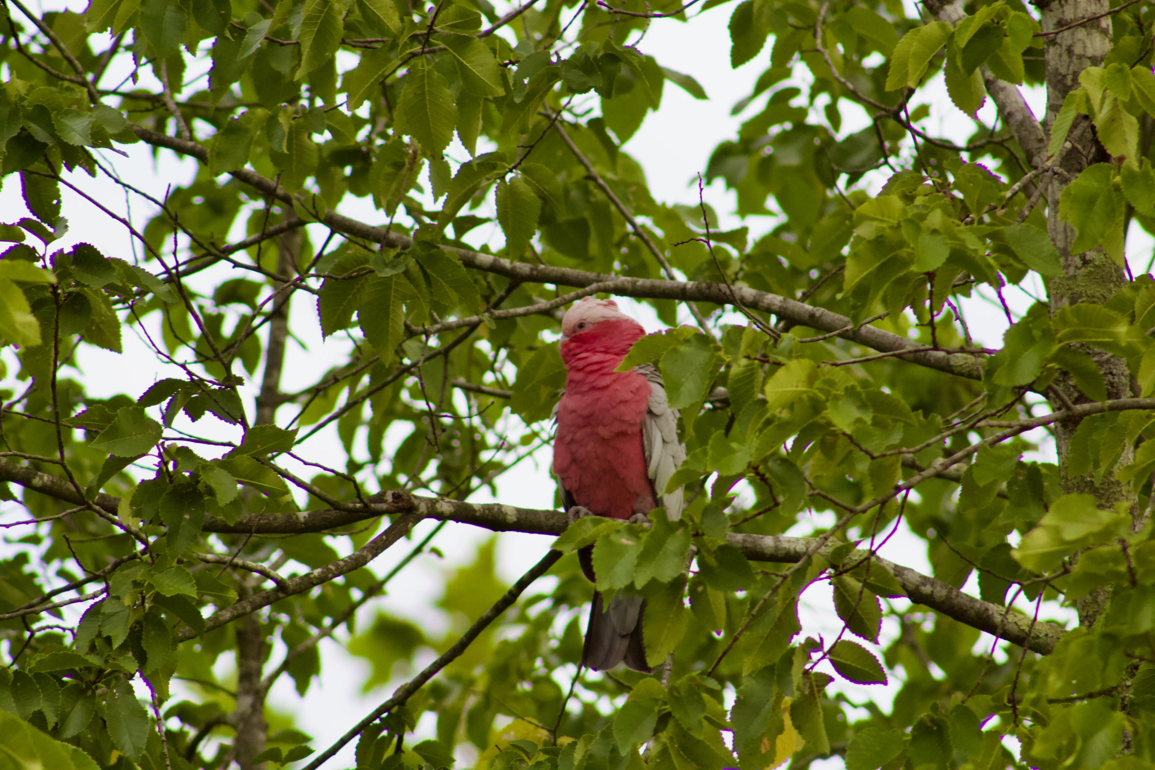 Galah