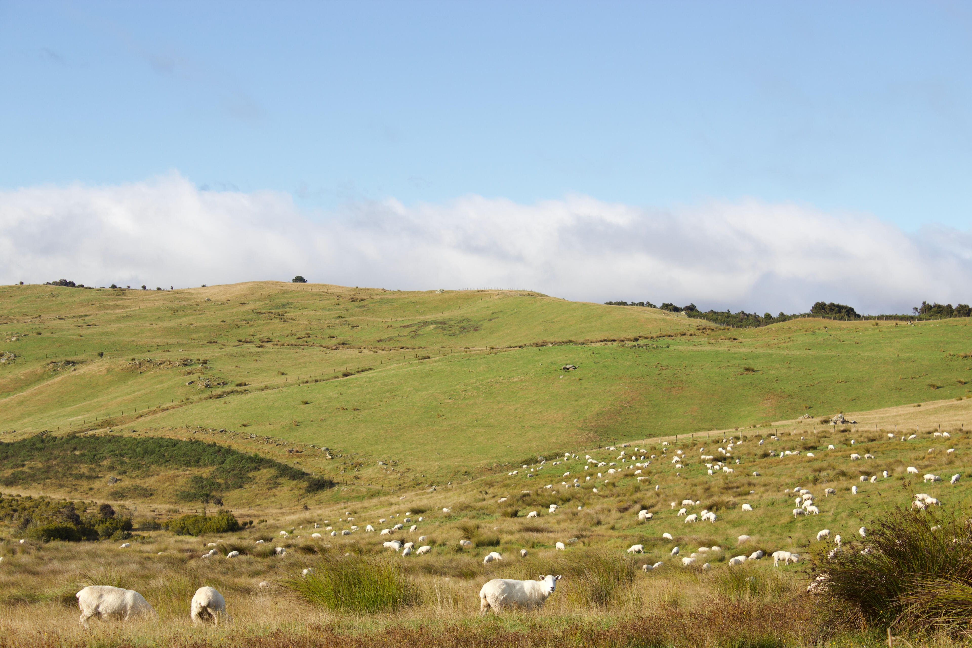 The sheep of NZ