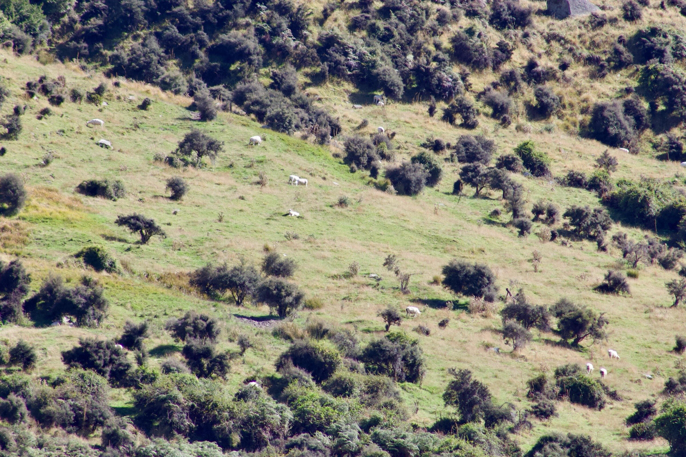 Sheep grazing