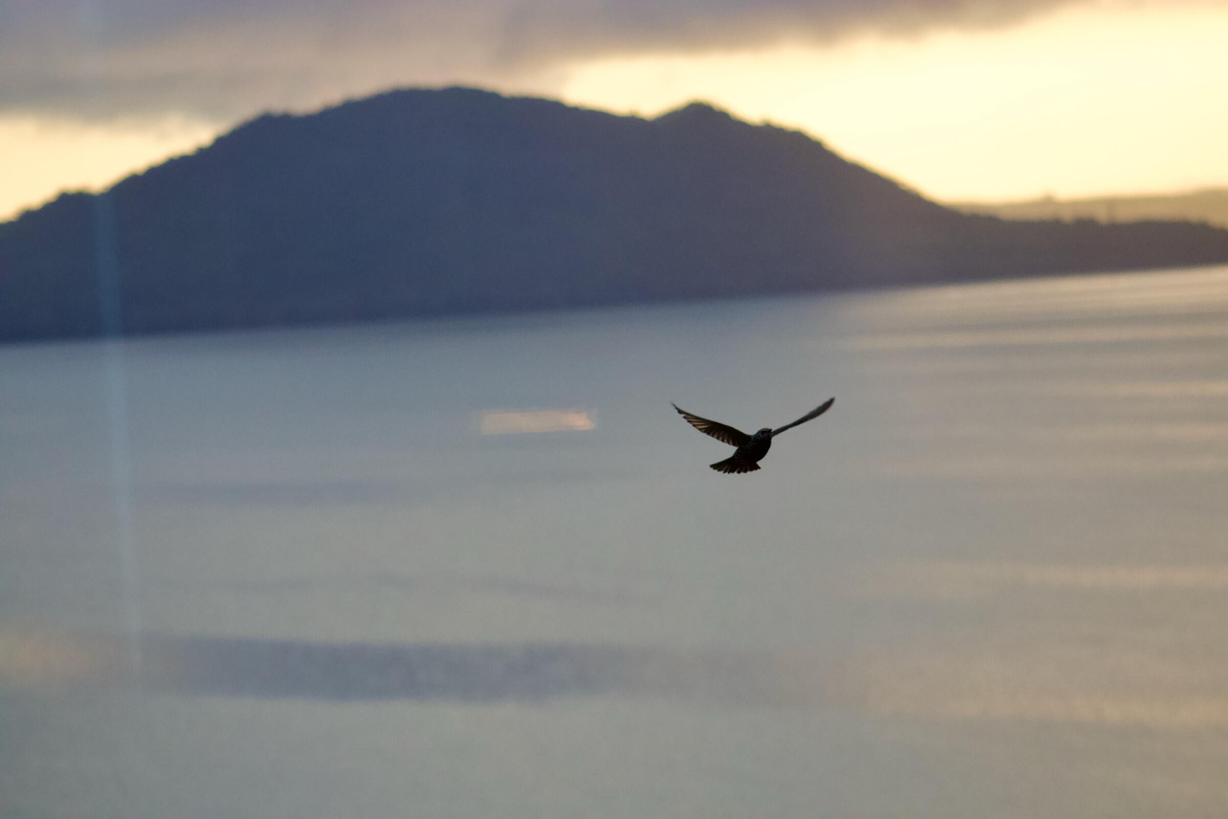 Starling at dusk