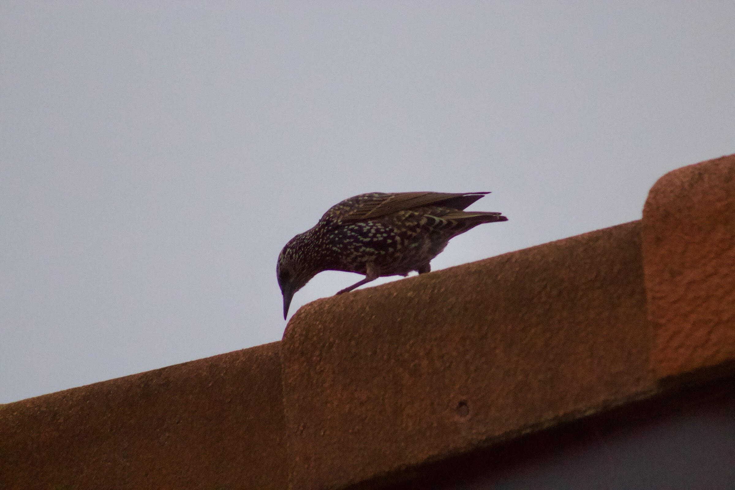 Starling - New Zealand