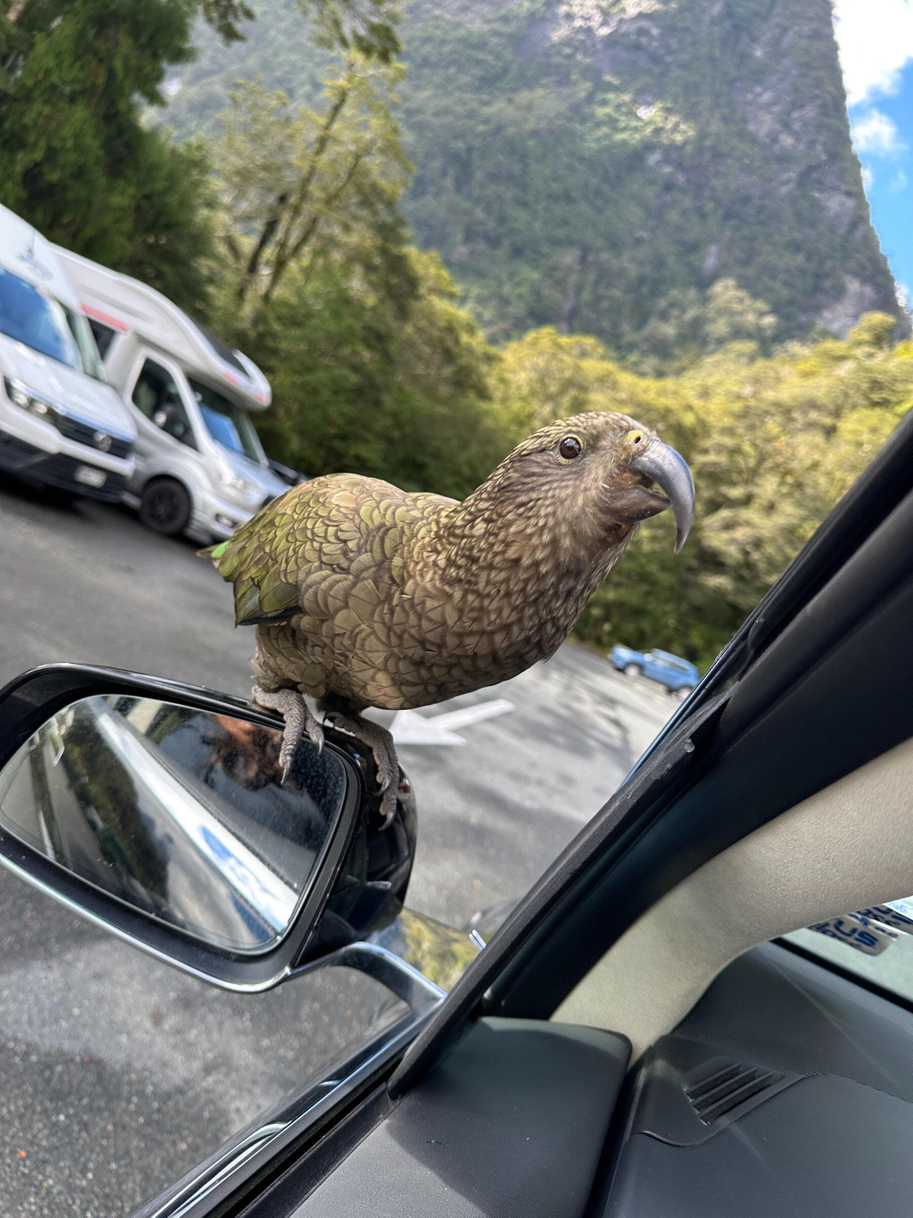 Kea - New Zealand