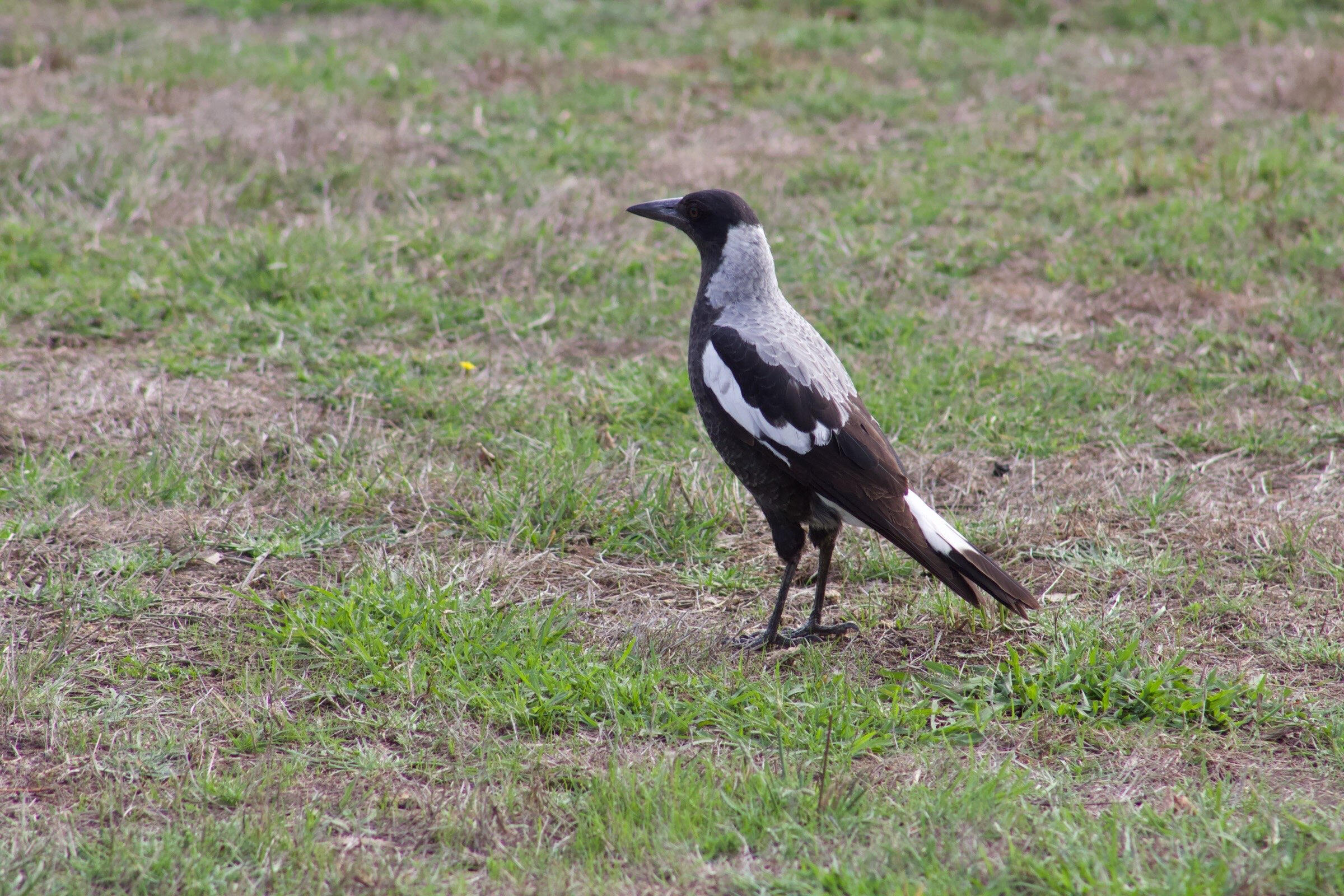 Magpie - Australia