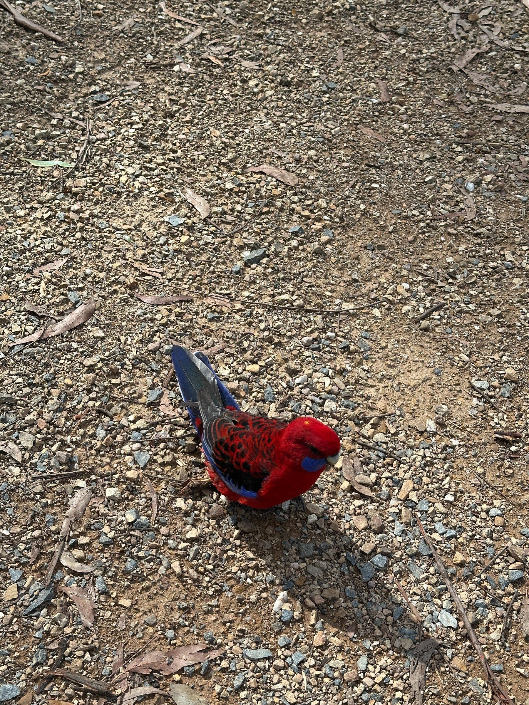 Crimson Rosella - Australia