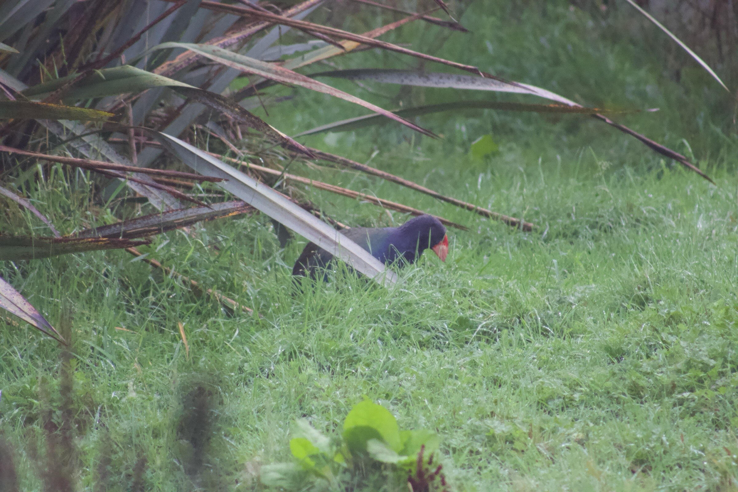 Takahē