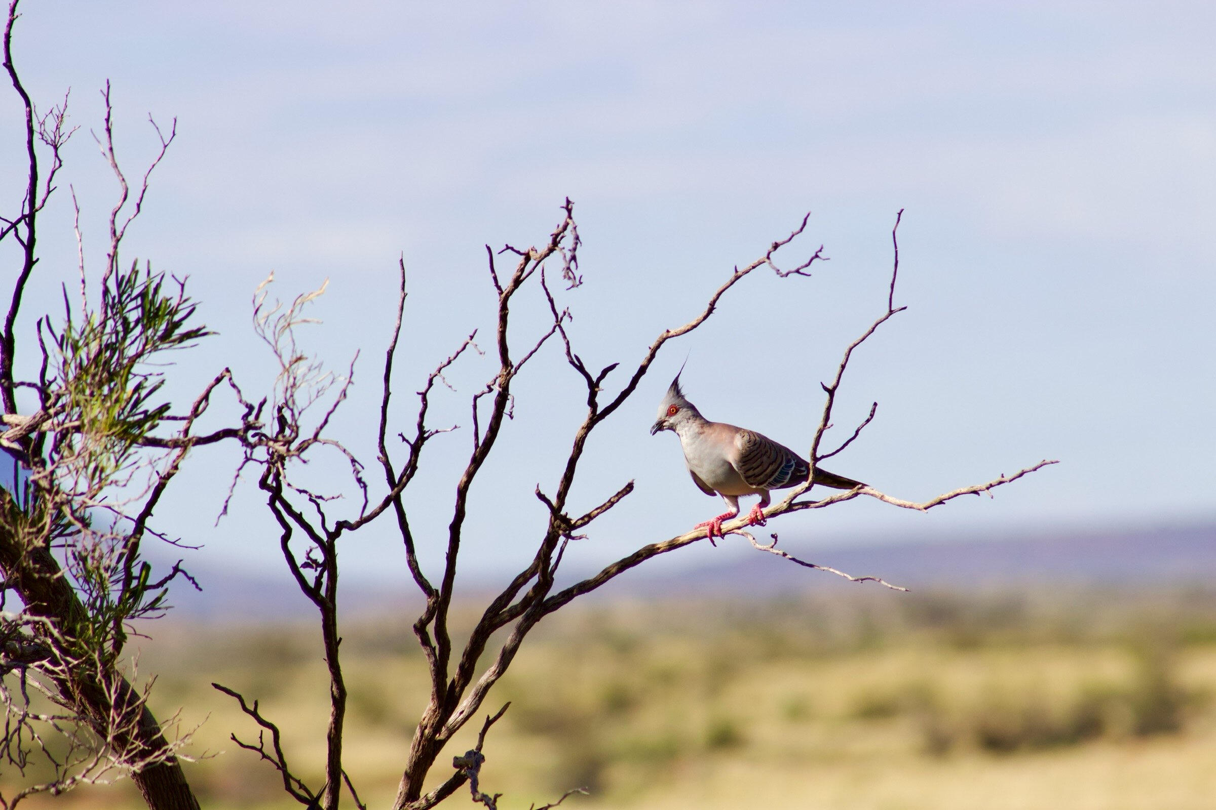 Crested Pigeon - Australia
