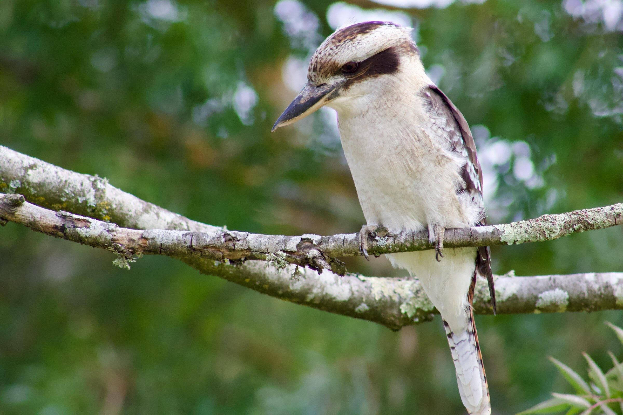 Laughing Kookaburra - Australia