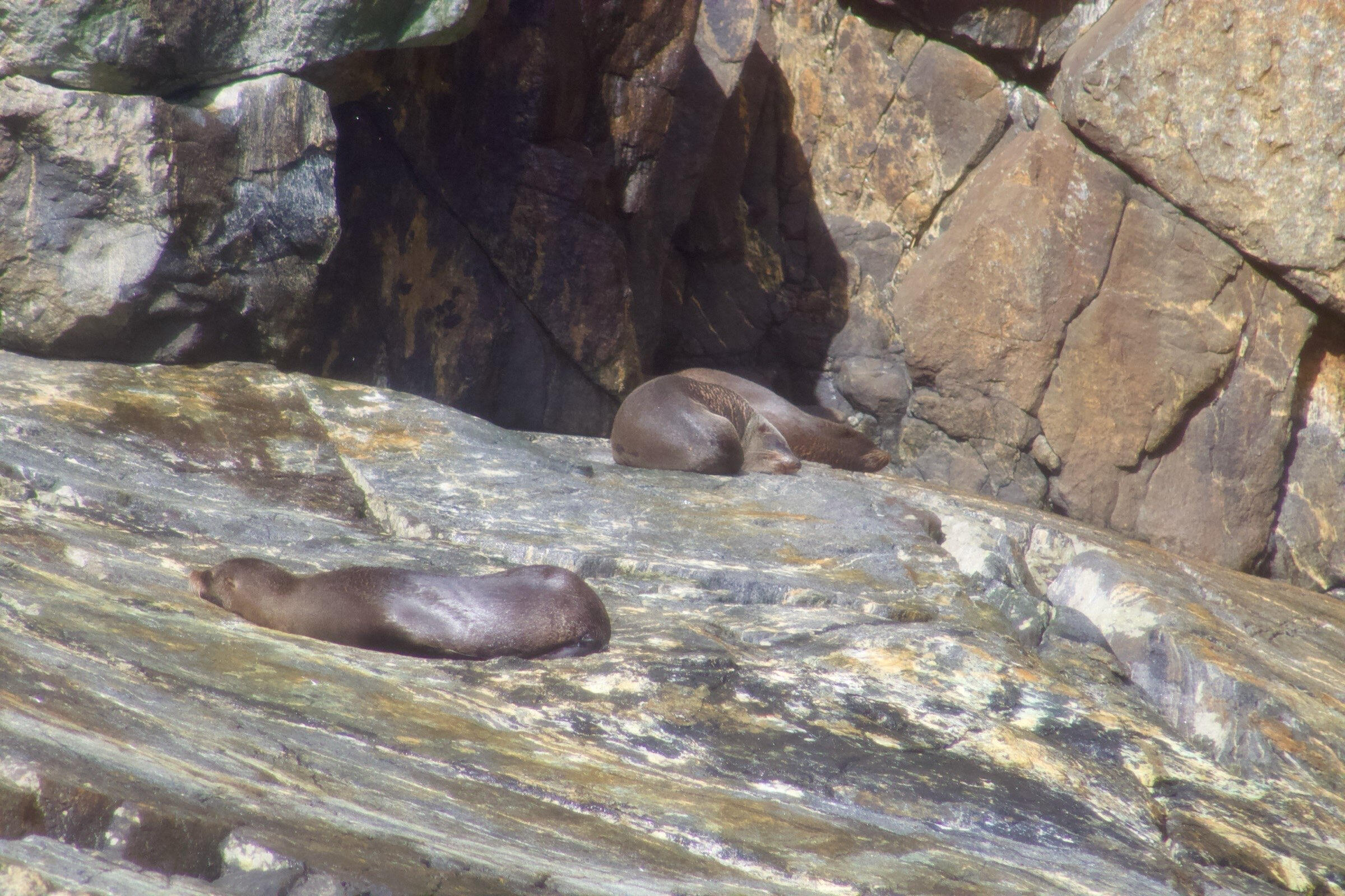 Sunning in the midday sun