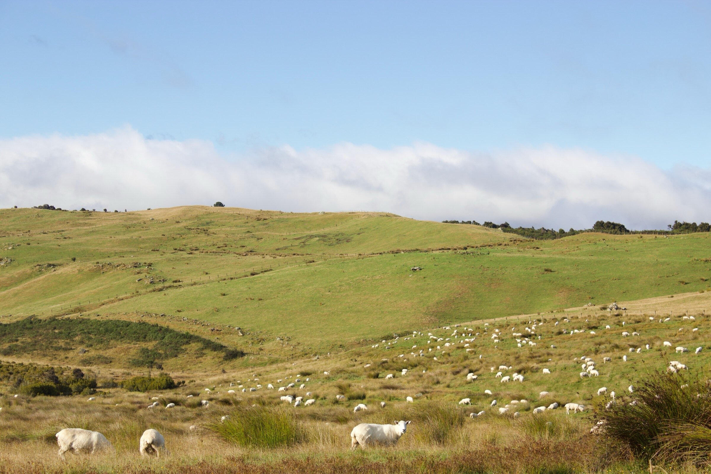The sheep of NZ